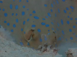 Blue-spotted Ribbontail Stingray digging in sand, Egypt, Red Sea  Stock Footage