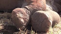 CLEAN: Rising demand for ivory worries Kenyan conservationists News Clip