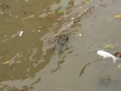 Water pollution Stock Footage