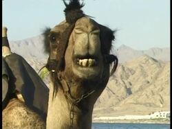 CU camel head, chewing, Egypt Stock Footage