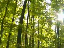 HD Forest in the Sunlight Tracking Shot Stock Footage