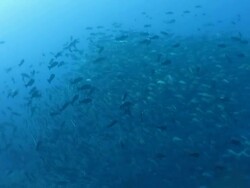Big school of Two-spot red snappers gather together Stock Footage