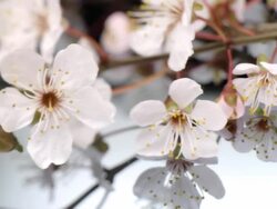 Wedding Rings Stock Footage