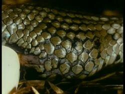 CU Grass Snake, Natrix natrix, lays eggs inside nest, head flicks tongue, United Kingdom; SEQUENCE OF CLIPS, SPECIAL TERMS APPLY Stock Footage