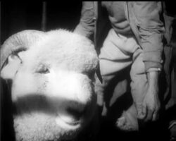 BRITAIN'S BEAT BEASTS ON SHOW News Clip