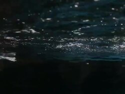 Valentine's Day Celebrated At San Francisco Zoo Stock Footage