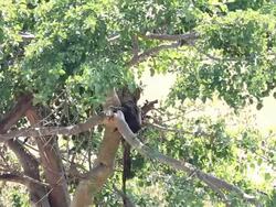 Leopard eating freshly killed antelope on the tree Stock Footage