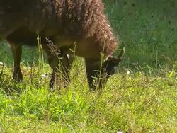 MS herd of sheep grazing at meadow / Saarburg, Rhineland Palatinate, Germany Stock Footage