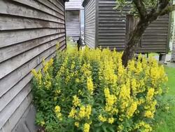 Agatunet, Aga farm community, the Norwegian version of a European rural town, from the Middle Ages Stock Footage