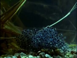 MCU Newly laid frogspawn, tilt up to more mature frogspawn, Underwater, England Stock Footage