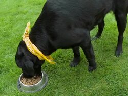 HD: Labrador dog eating Stock Footage