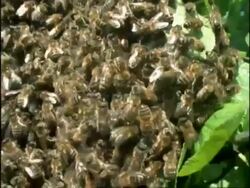 MCU Tilt down, Mass of Honey Bees (Apis mellifera) swarming on tree, England Stock Footage