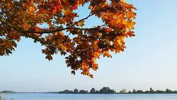 SLO MO Autumn Leaves Falling On Riverside Stock Footage