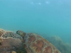 MS TS One sea turtle swimming in great Barrier reef  AUDIO / Queensland, Australia Stock Footage