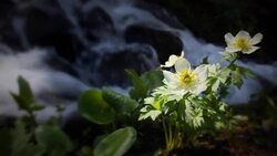 Wildflowers soak up the sun along a fast moving river. Stock Footage