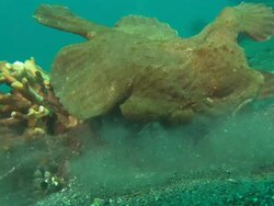 Frogfish, predation, moves 'leg', sucks up prey, Indonesia  Stock Footage