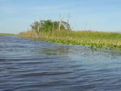 HD: Everglades National Park Stock Footage