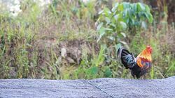 HD : Chick on the roof Stock Footage