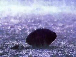 OVEREXPOSED MS football player puts hand on ball, snaps ball into play, gets tackled / rain Stock Footage