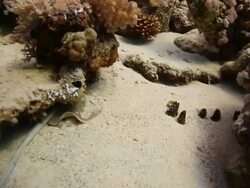 Stingray Stock Footage