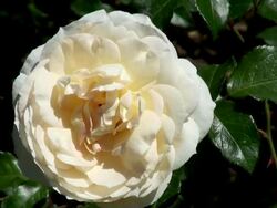 CU View of bloom white rose / Koblenz, Rhineland-Palatinate, Germany Stock Footage