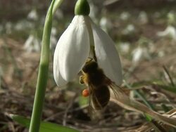 HD: Working bee Stock Footage