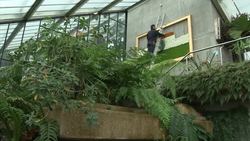 Festival of orchids celebrates Indian Independence News Clip