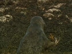 MS Grey seal (Halichoerus grypus) struggling to get out of water onto seaweed covered rocks, Norfolk, UK Stock Footage