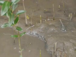 Mudskipper Stock Footage