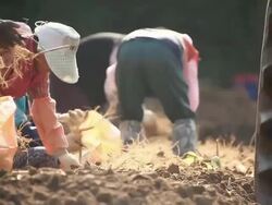 CU Farmers harvesting Ginseng at plantation / Geumsan, Chungcheongnamdo, South Korea Stock Footage