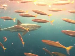 Wide Shot pan-right - A great white shark swims past a school of orange fish. Stock Footage