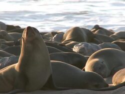 Cape fur seals (Arctocephalus pusillus)lying on beach, Cape Cross, Namibia Stock Footage