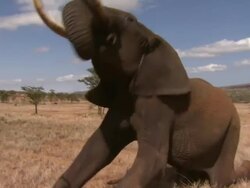 African Bush Elephant (Loxodonta africana) gets up from sitting position, Kenya Stock Footage