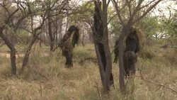 SAfrica trains local rangers to combat poaching News Clip