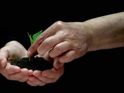 Planting A Seedling Stock Footage