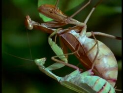 CU Tilt down, 2 Praying Mantis (Sphodromantis lineata) mating Stock Footage
