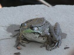 Frog 3 - HD 1080/30f Stock Footage