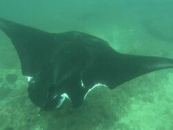 Manta, shark bites, Mozambique  Stock Footage