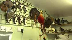 Stock Shots Taxidermy Workshop News Clip