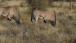 Gemsbok antelope Stock Footage