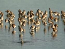 The Snettisham Spectacular As High Tides Cause Thousands Of Birds To Take Flight Stock Footage