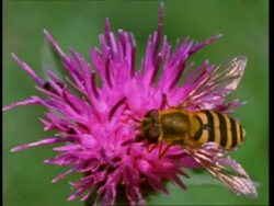 CU Hoverfly crawling on pink thistle, England, UK Stock Footage