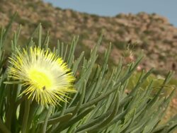 MS Shot of Yellow vygie flower with thin petals and fleshy long leaves / Namaqualand, Northern Cape, South Africa Stock Footage
