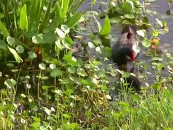 Common Moorhen Feeding Her Babies Stock Footage