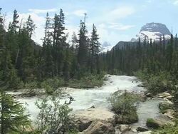 WS View of river flowing through trees near Takkakaw Falls / Yoho Nationalpark, British Columbia, Canada Stock Footage