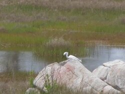 Snowy egret in the swamp 9 Stock Footage