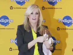 6th Annual Pedigree Adoption Drive Teams Up With Carrie Underwood Stock Footage