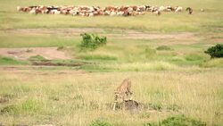 Cheetah Watching with Masai cattle herd Stock Footage