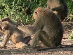 baboon monkey lousing Stock Footage