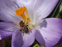  CU View of crocus flower  /  Kastel-Staadt, Rhineland-Palatinate, Germany  Stock Footage